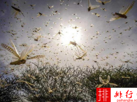 联合国发蝗灾警告 蝗虫群继续向非洲多地蔓延