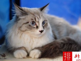 2020年世界上最可爱的十种猫品种