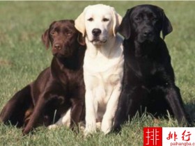 2020年最畅销的宠物排行榜 拉布拉多猎犬占据第一