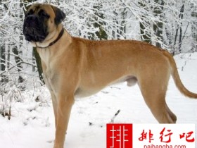世界上十大最勇敢的狗狗 雪纳瑞排第五