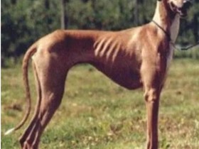 世界上最稀有的10种狗排行榜  藏獒屈居第九