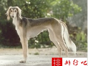 世界上10大最贵的狗品种排行榜  这次藏獒居榜首