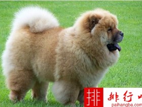 世界十大最贵名犬排行榜 普通人完全买不起的狗！