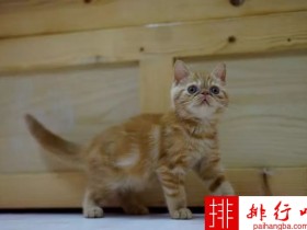 世界十大最漂亮的猫咪 第一的是波斯猫