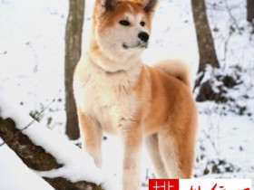 最不怕冷的10种狗狗 阿拉斯加雪橇犬上榜