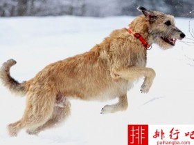 世界十大名犬排行榜 萨摩耶犬售价高达1.1万美元！