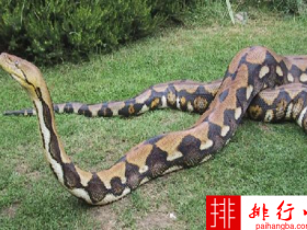 世界上最大的蟒蛇 网纹蟒最长长度：12米