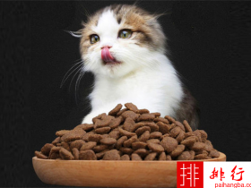 猫最爱吃的食物排行  小鱼干只能排第二