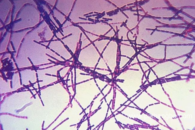 世界上最危险的10种细菌 结核分枝杆菌位居榜首