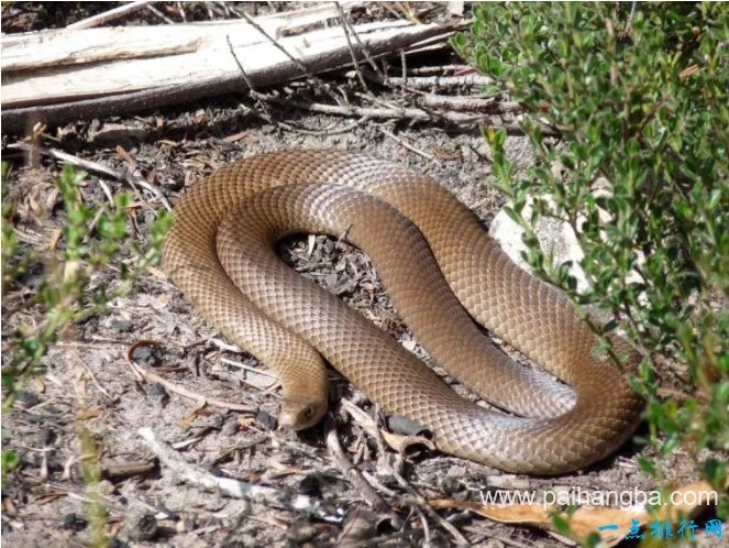 世界十大毒蛇 世界上最致命的蛇