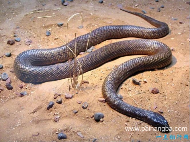 世界十大毒蛇 世界上最致命的蛇