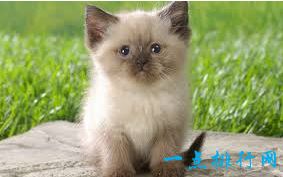 2020最可爱的猫排行榜前十名 孟加拉猫最可爱