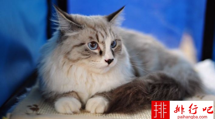 2020年世界上最可爱的十种猫品种