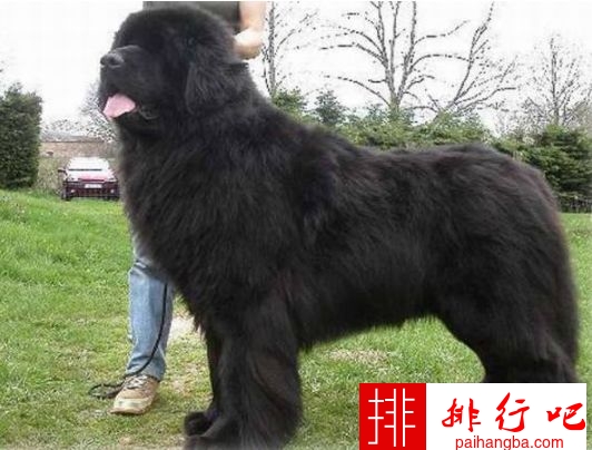 世界上最大的十种狗排行榜 最大的和小马一样大！