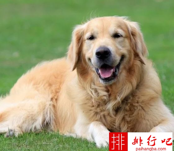 2020年世界上最受欢迎的狗品种 拉布拉多犬排第一