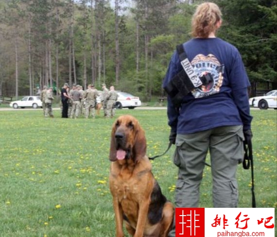 最受警察欢迎的警犬排行榜 德国牧羊犬是他们的最爱