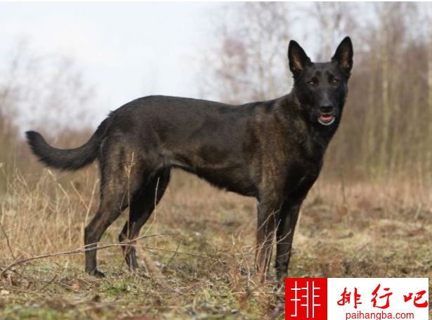 最受警察欢迎的警犬排行榜 德国牧羊犬是他们的最爱