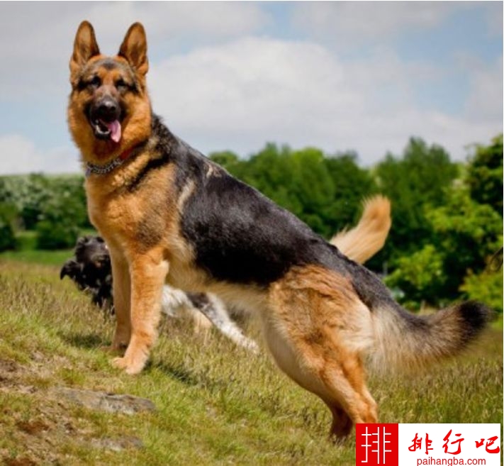 2020年最畅销的宠物排行榜 拉布拉多猎犬占据第一