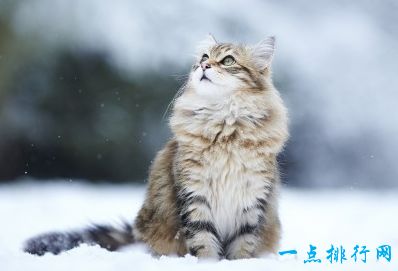 世界上十大最漂亮的猫品种 英国短毛猫排第一