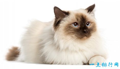 世界上十大最漂亮的猫品种 英国短毛猫排第一