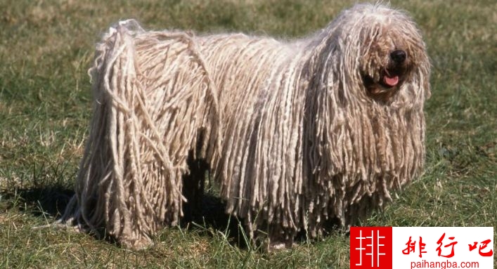 2020年世界十大最丑的狗品种排行榜