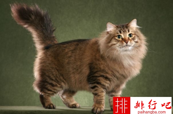 2020年最大的猫排行榜前十名 最重的有25磅