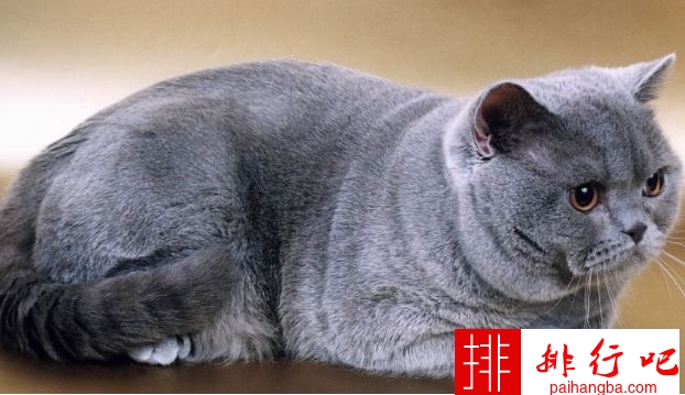 2020年最大的猫排行榜前十名 最重的有25磅