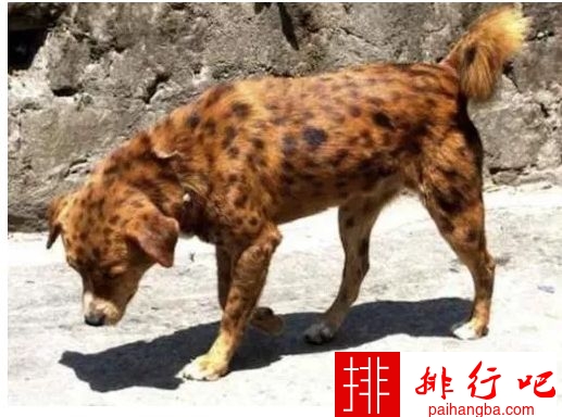 世界上最稀有的10种狗排行榜  藏獒屈居第九