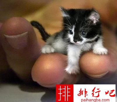 世界十大最小猫排行 萌到不行