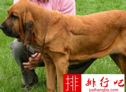 世界上十大体型最大的狗狗 藏獒都歇菜了