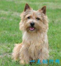 世界上十大最可爱的狗狗  金毛排第一