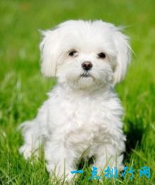 世界上十大最可爱的狗狗  金毛排第一