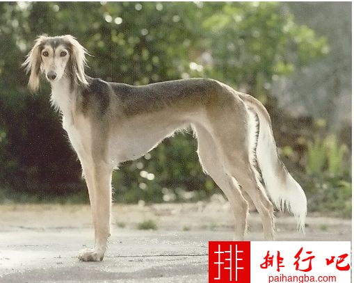 世界上10大最贵的狗品种排行榜  这次藏獒居榜首