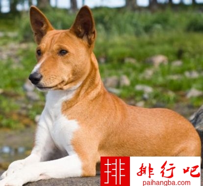 过敏性狗爱好者的前十名品种的狗狗 萨莫耶排第一