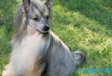 过敏性狗爱好者的前十名品种的狗狗 萨莫耶排第一