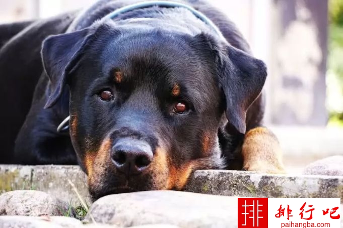 世界十大最容易训练的狗品种 贵宾犬仅在第七位