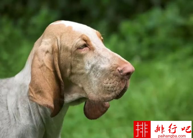 世界十大嗅觉能力最出众的狗 寻血猎犬位居第一