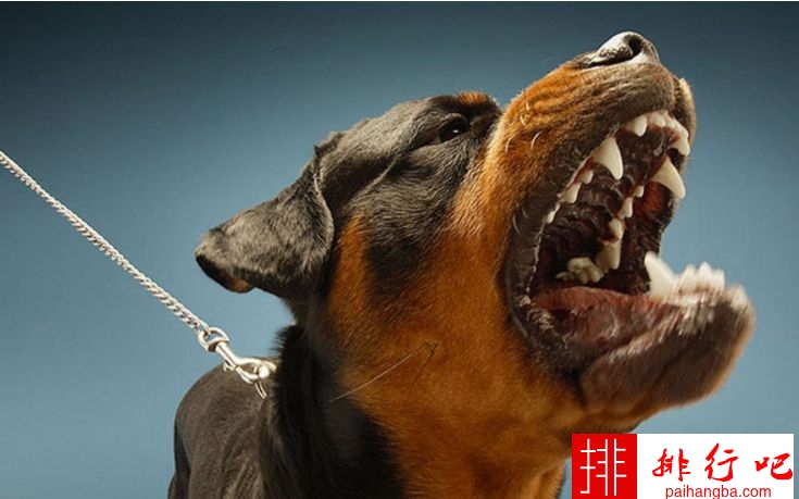 世界十大禁养猛犬排行榜 不建议当做宠物的危险品种
