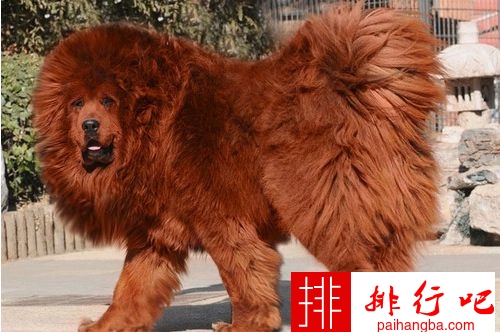 世界十大最贵名犬排行榜 普通人完全买不起的狗！