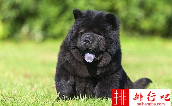 世界上最贵的狗排名 罗秦犬位居第一
