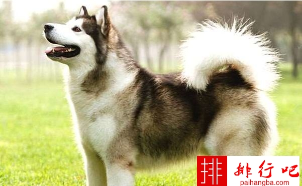 世界上最贵的狗排名 罗秦犬位居第一