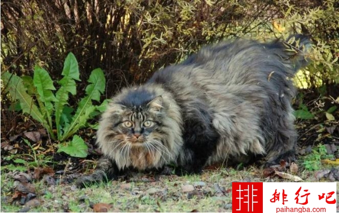 十种世界上最大的猫 最大的体重可达25磅！