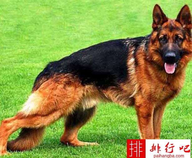 世界十大名犬排名 金毛排第七