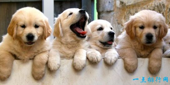 十种最萌的狗排名 金毛排第九