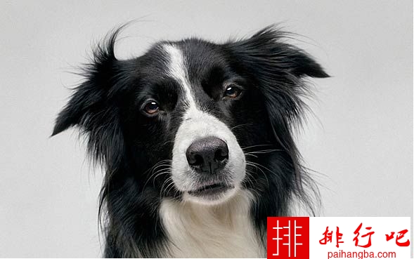 狗狗智商排名 十种世界上智商最高的狗