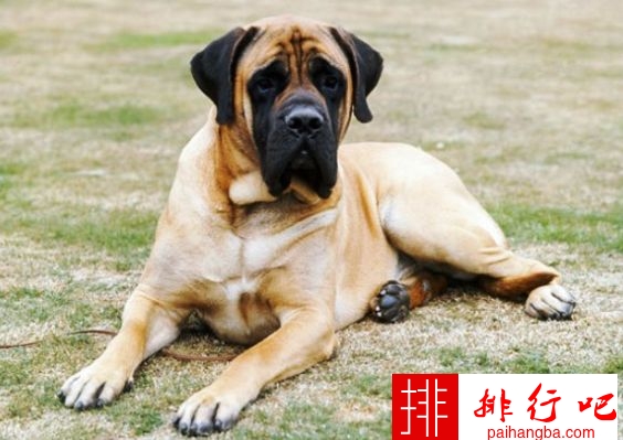 世界上最大的狗排名 德国大丹犬排第一
