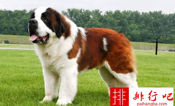 世界上最大的狗排名 德国大丹犬排第一