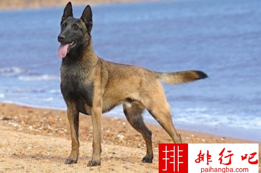 战斗力最强的狗狗排名 獒犬咬合力为556磅