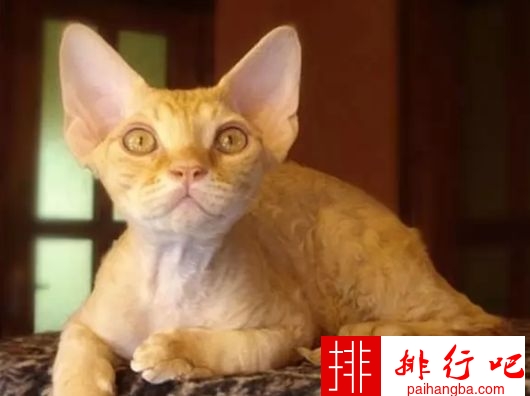 世界上体重最小的十个猫品种 新加坡猫仅有4磅重