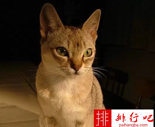 世界上体重最小的十个猫品种 新加坡猫仅有4磅重